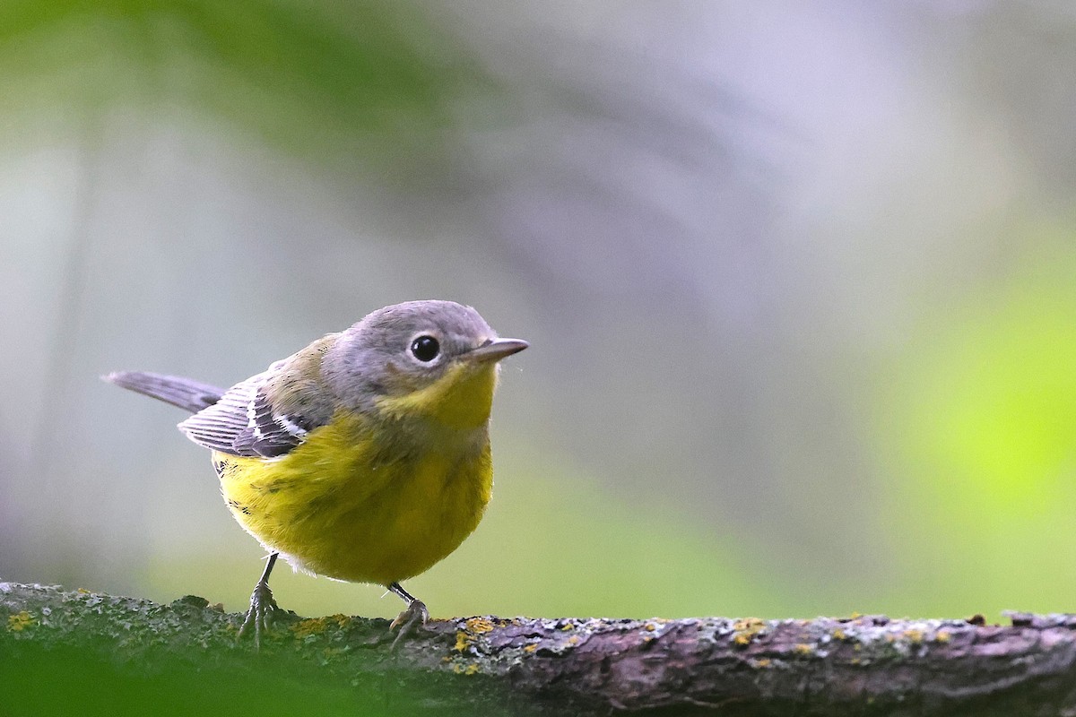 Magnolia Warbler - ML623401833