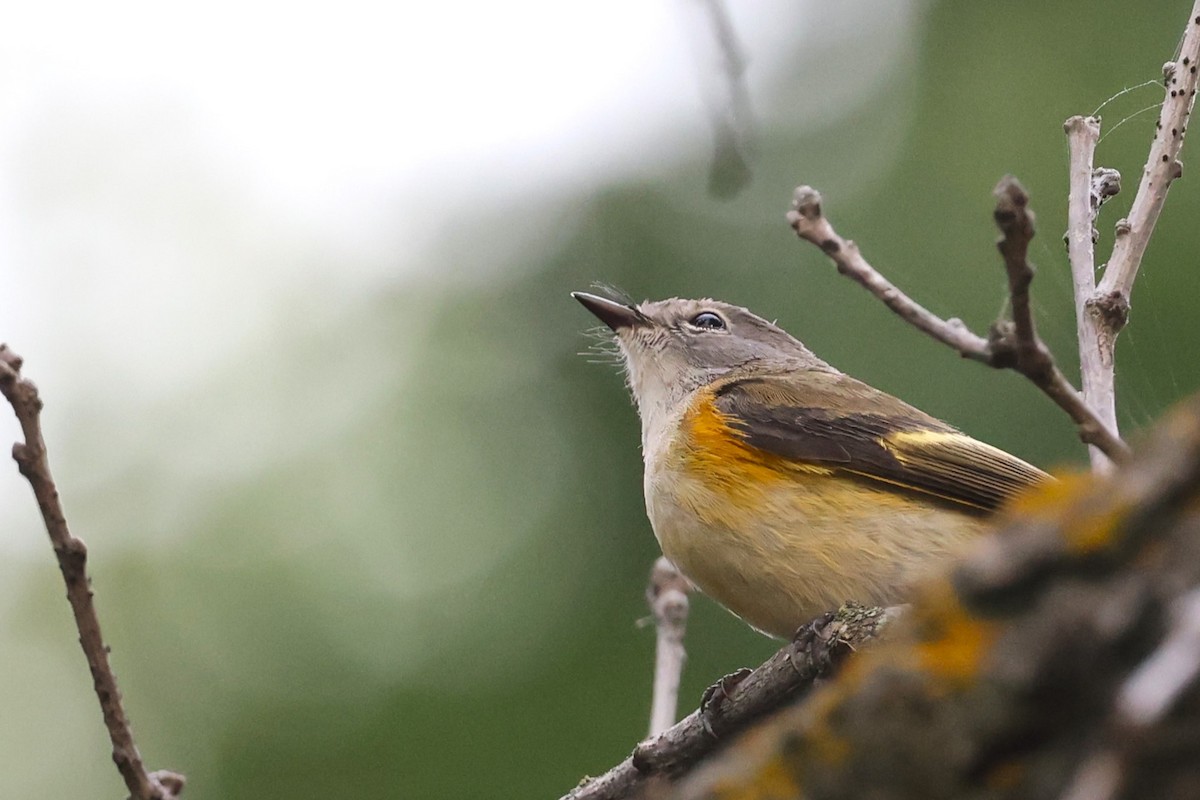 American Redstart - ML623401842