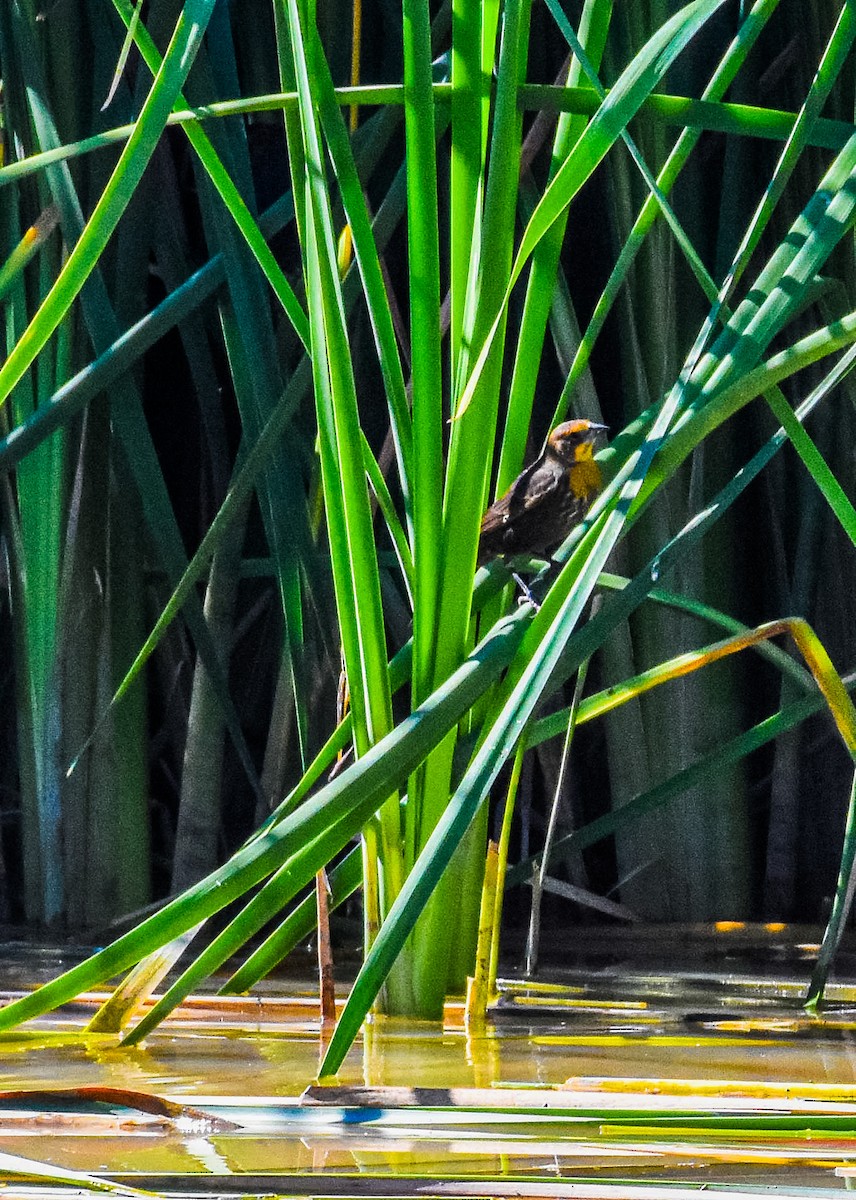 Yellow-headed Blackbird - ML623401848