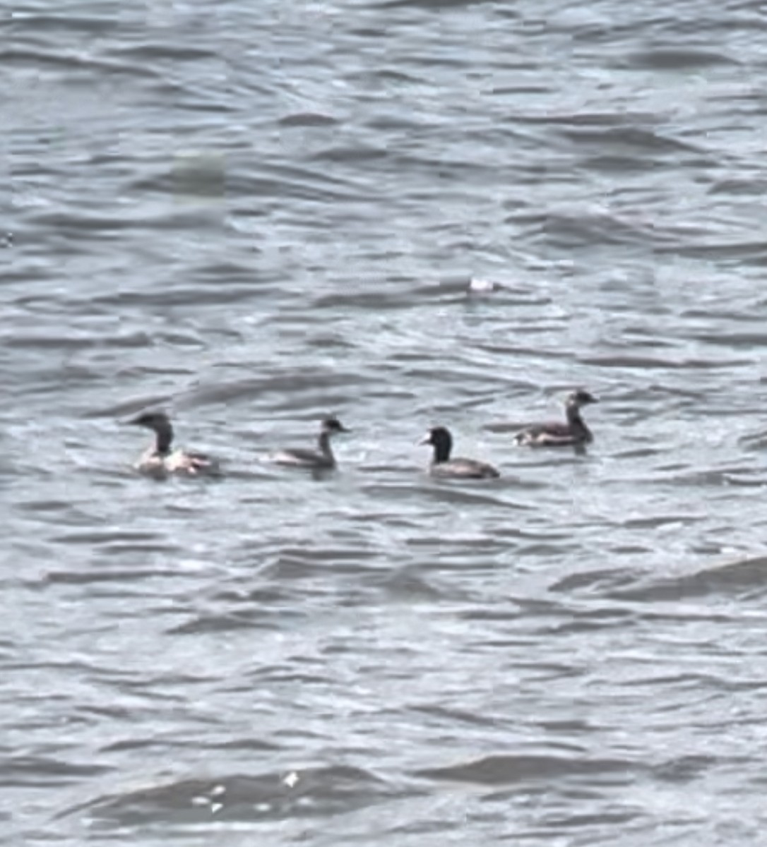 Eared Grebe - ML623401853