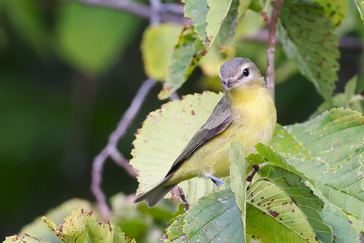 Philadelphia Vireo - ML623401860