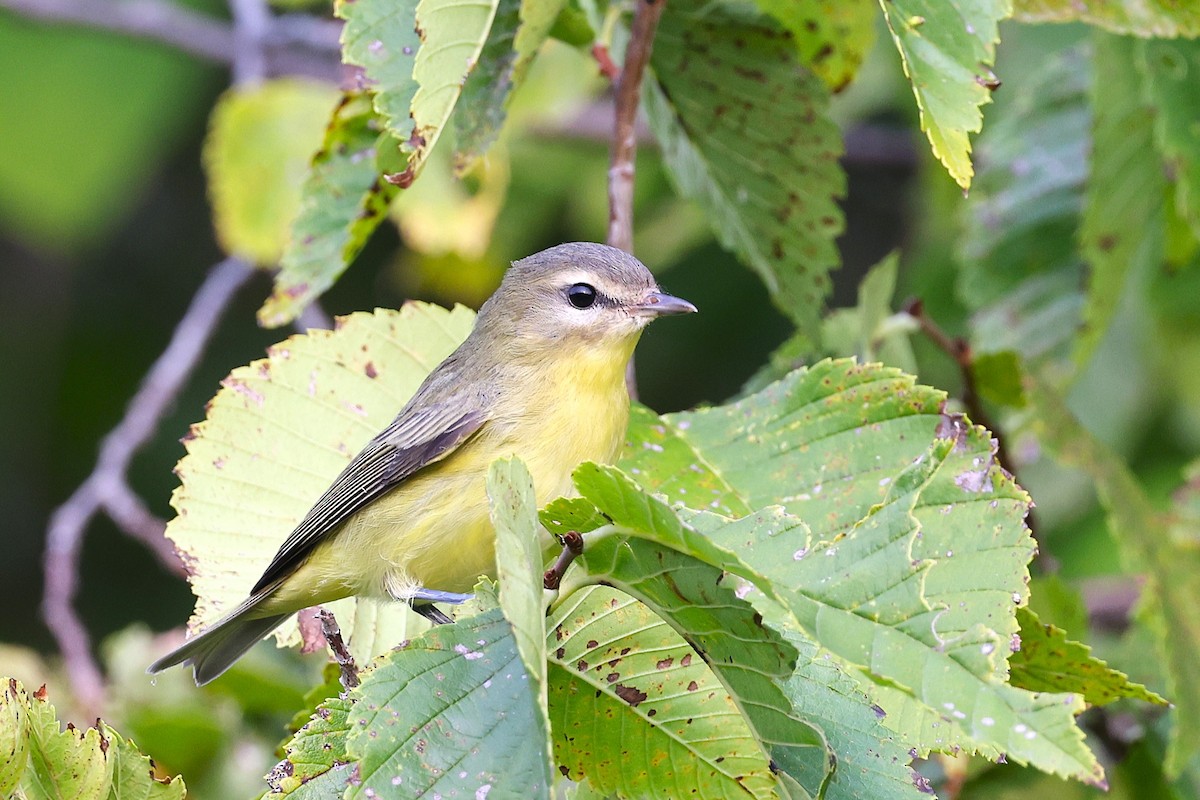 Philadelphia Vireo - ML623401861