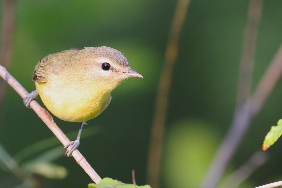 Philadelphia Vireo - ML623401862