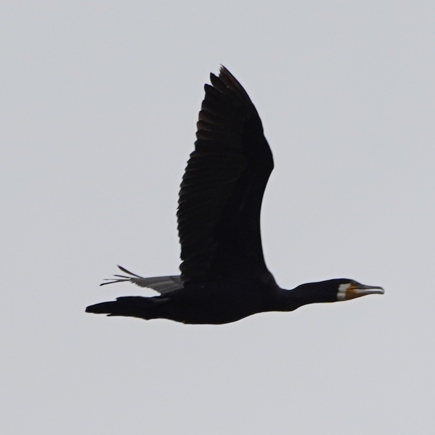 Grand Cormoran (sinensis/hanedae) - ML623401902