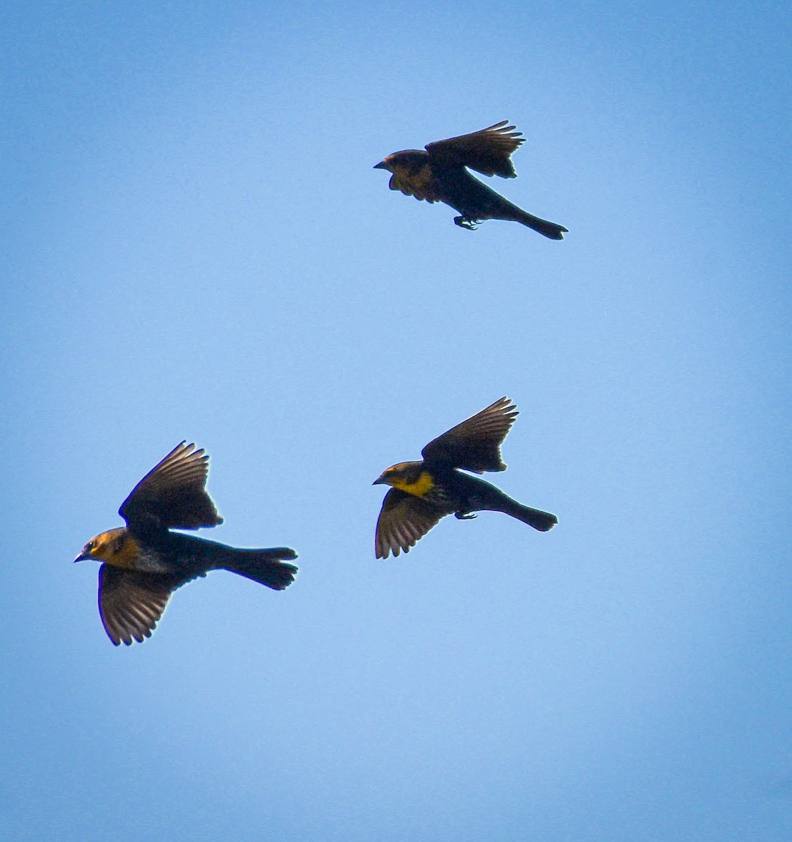 Yellow-headed Blackbird - ML623401988