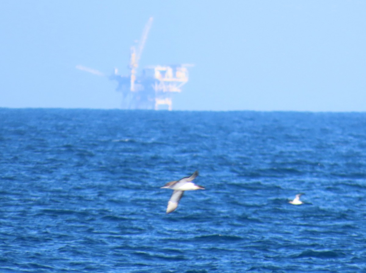 Black-vented Shearwater - ML623401995