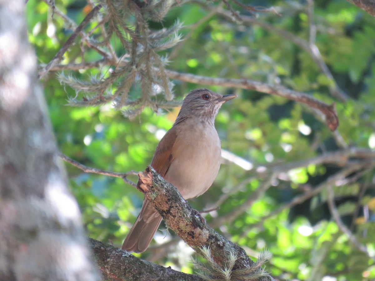 Pale-breasted Thrush - ML623401997