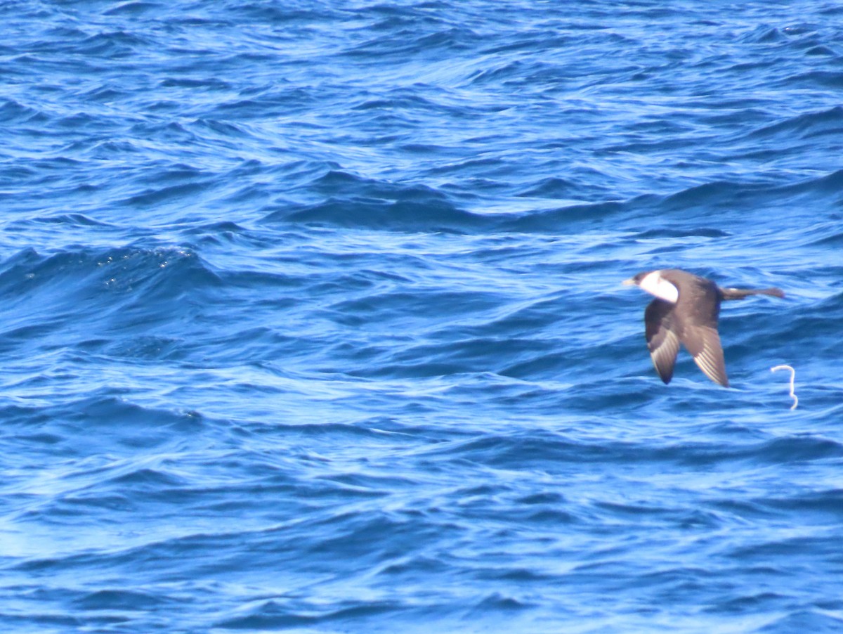 Pomarine Jaeger - ML623402007