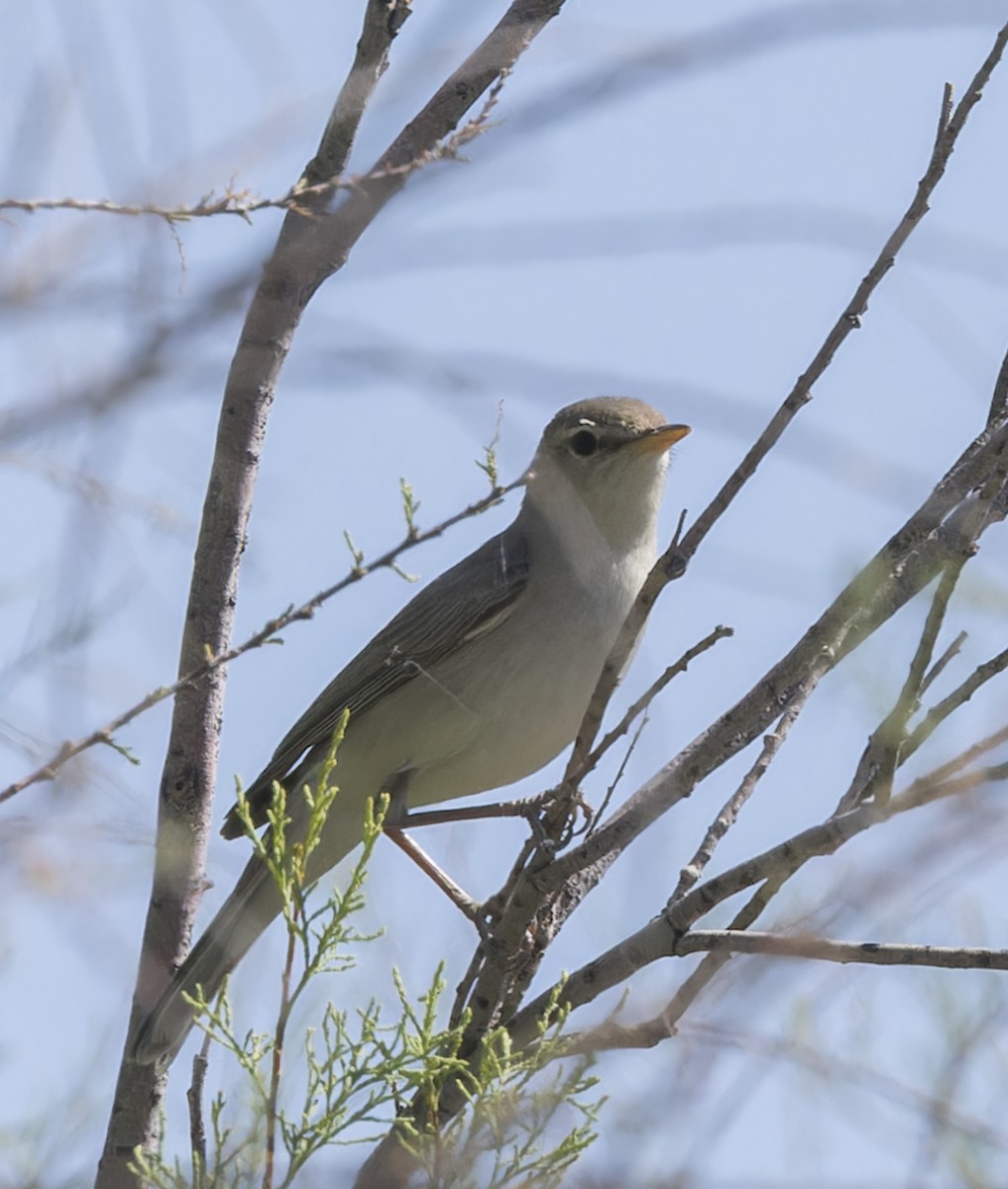 Upcher's Warbler - ML623402067