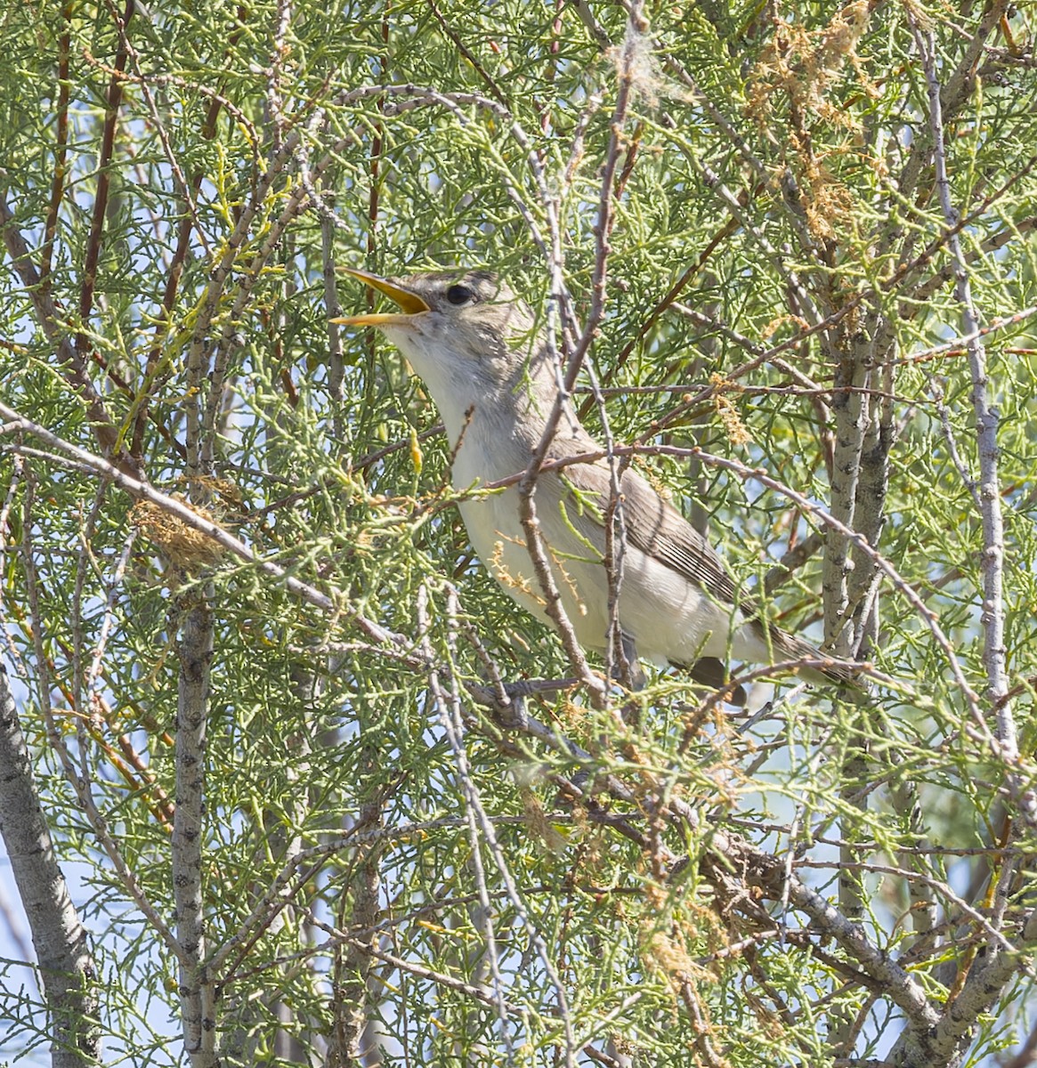 Upcher's Warbler - ML623402070