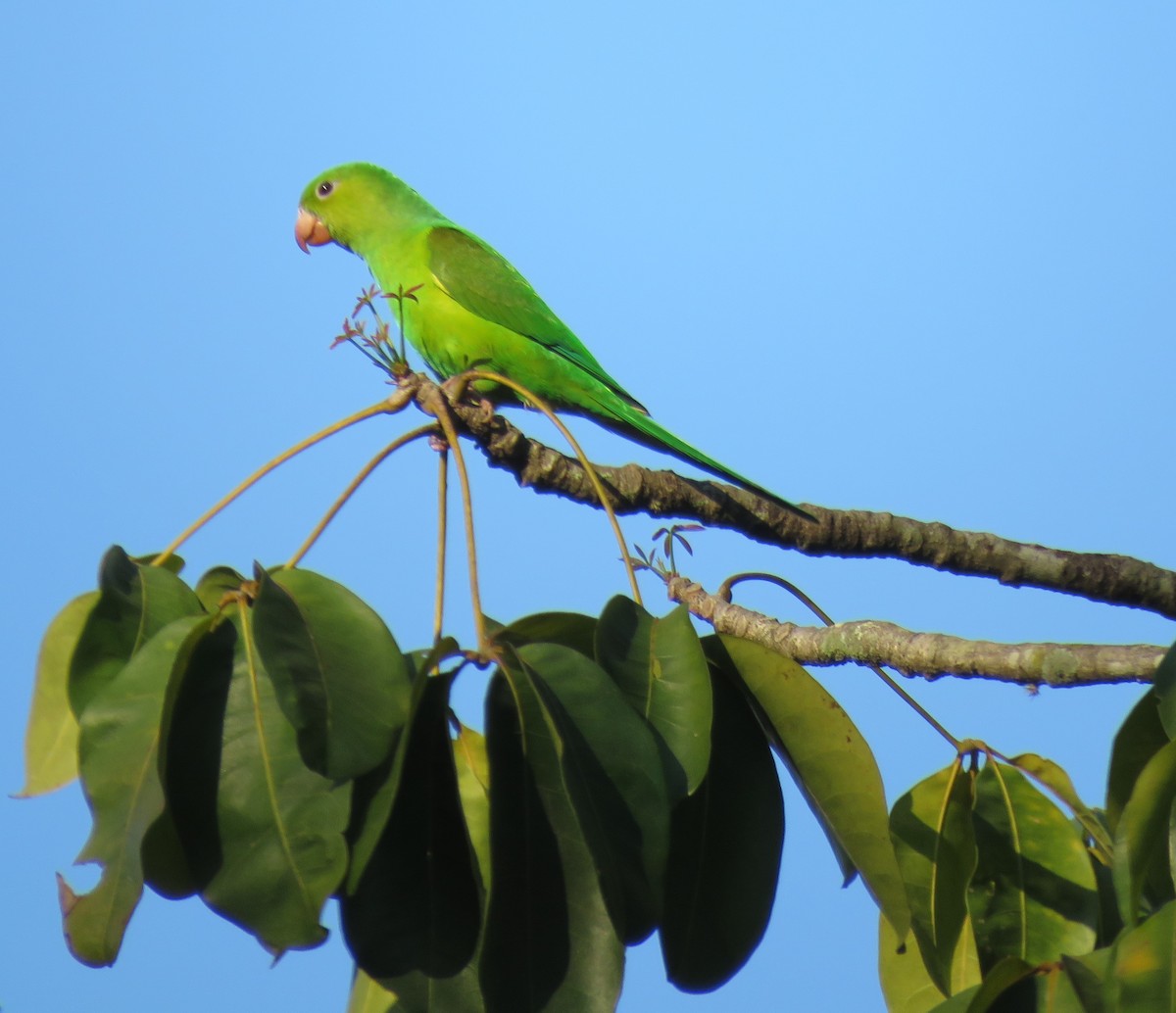 Plain Parakeet - ML623402075