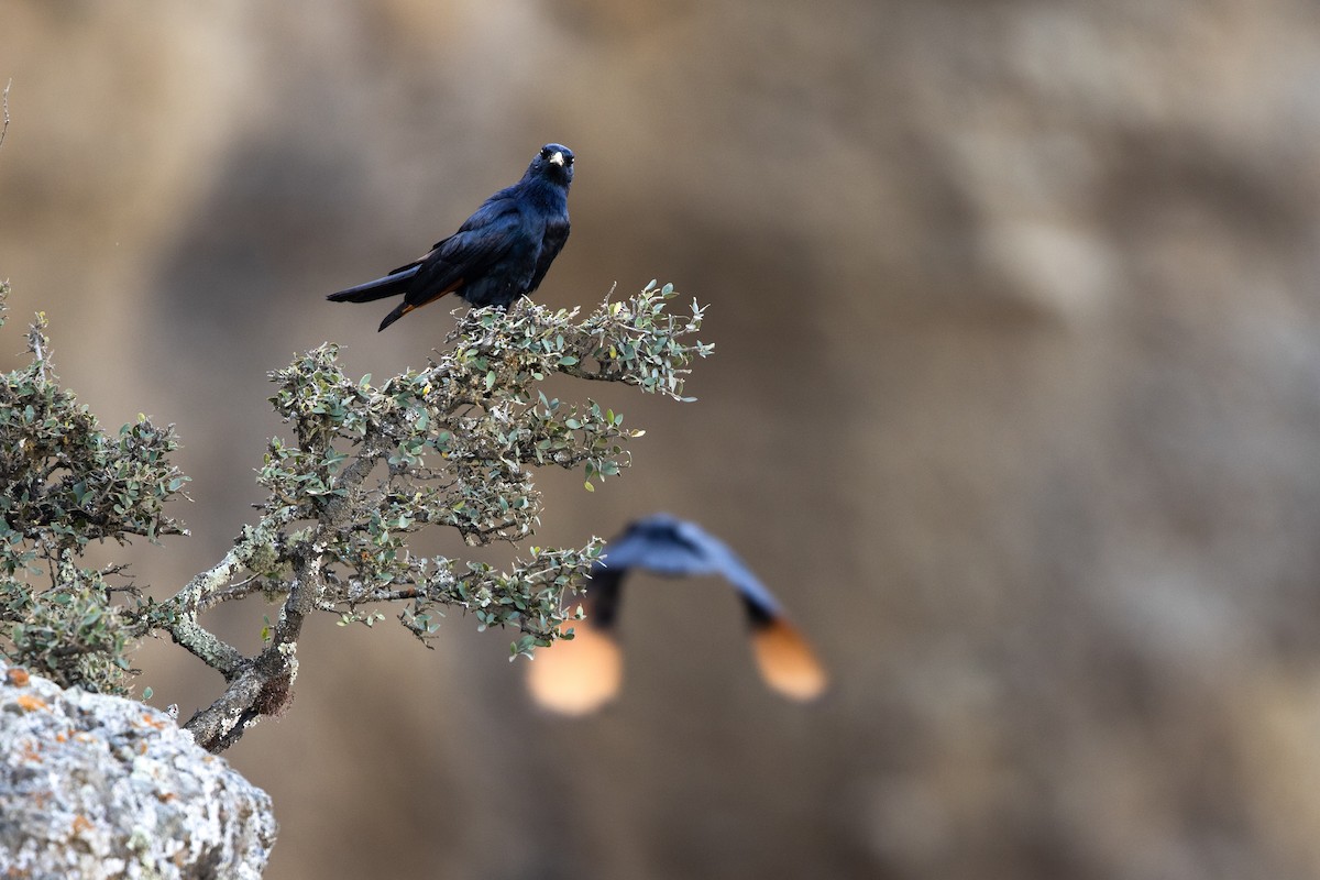 White-billed Starling - ML623402098