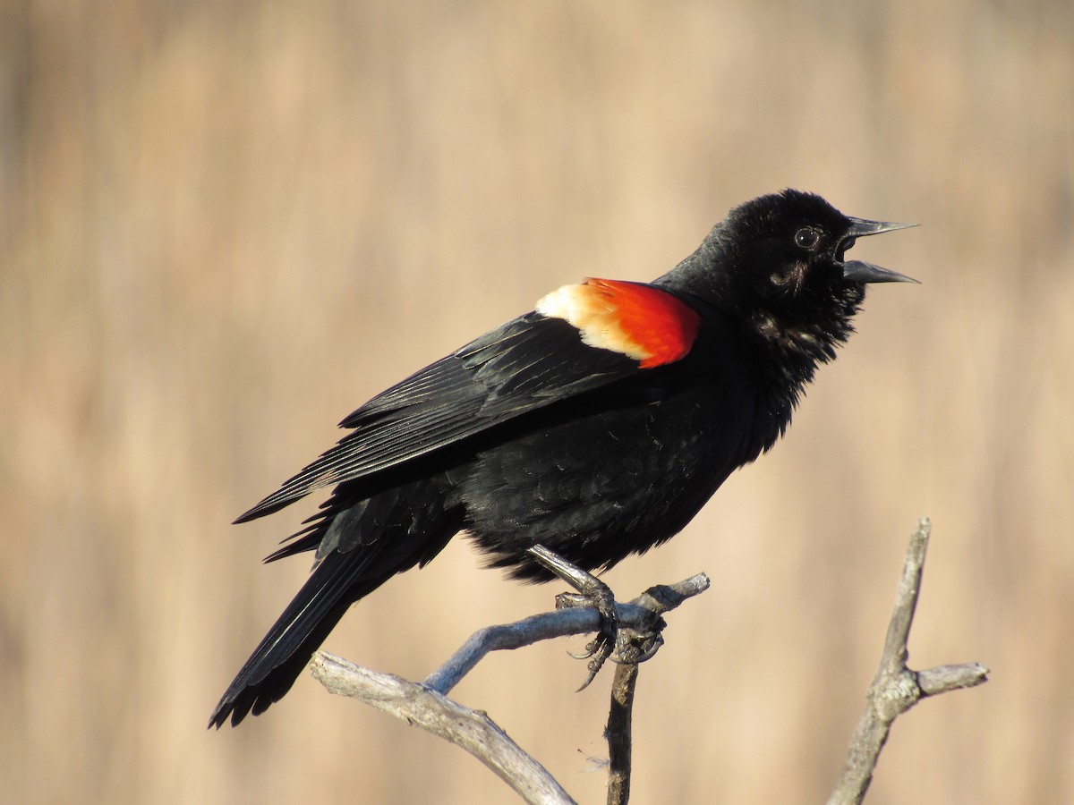 Red-winged Blackbird - ML623402107