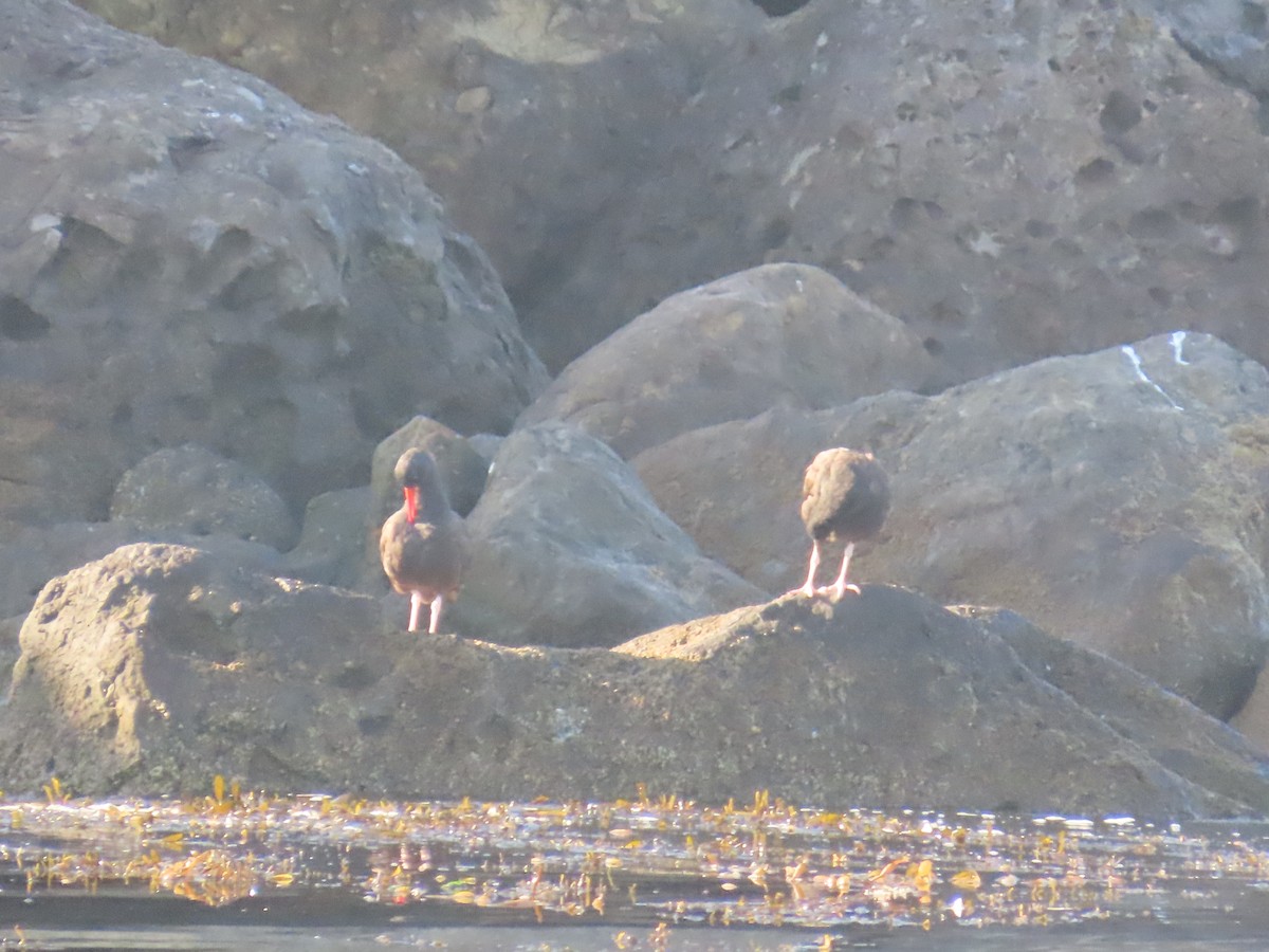 Black Oystercatcher - ML623402136