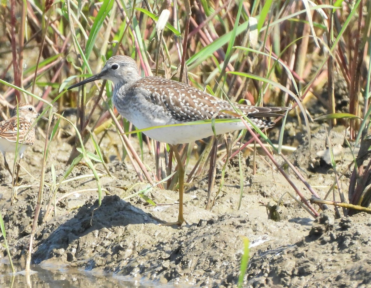 Lesser Yellowlegs - ML623402144