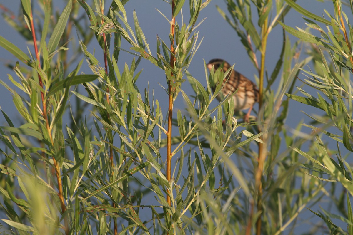 Savannah Sparrow - ML623402156