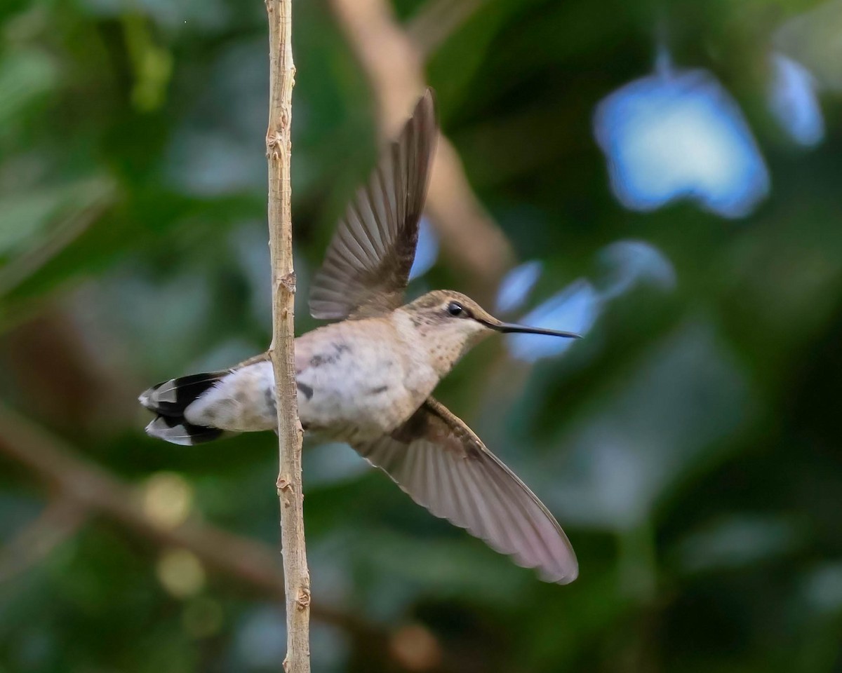 svartstrupekolibri - ML623402159