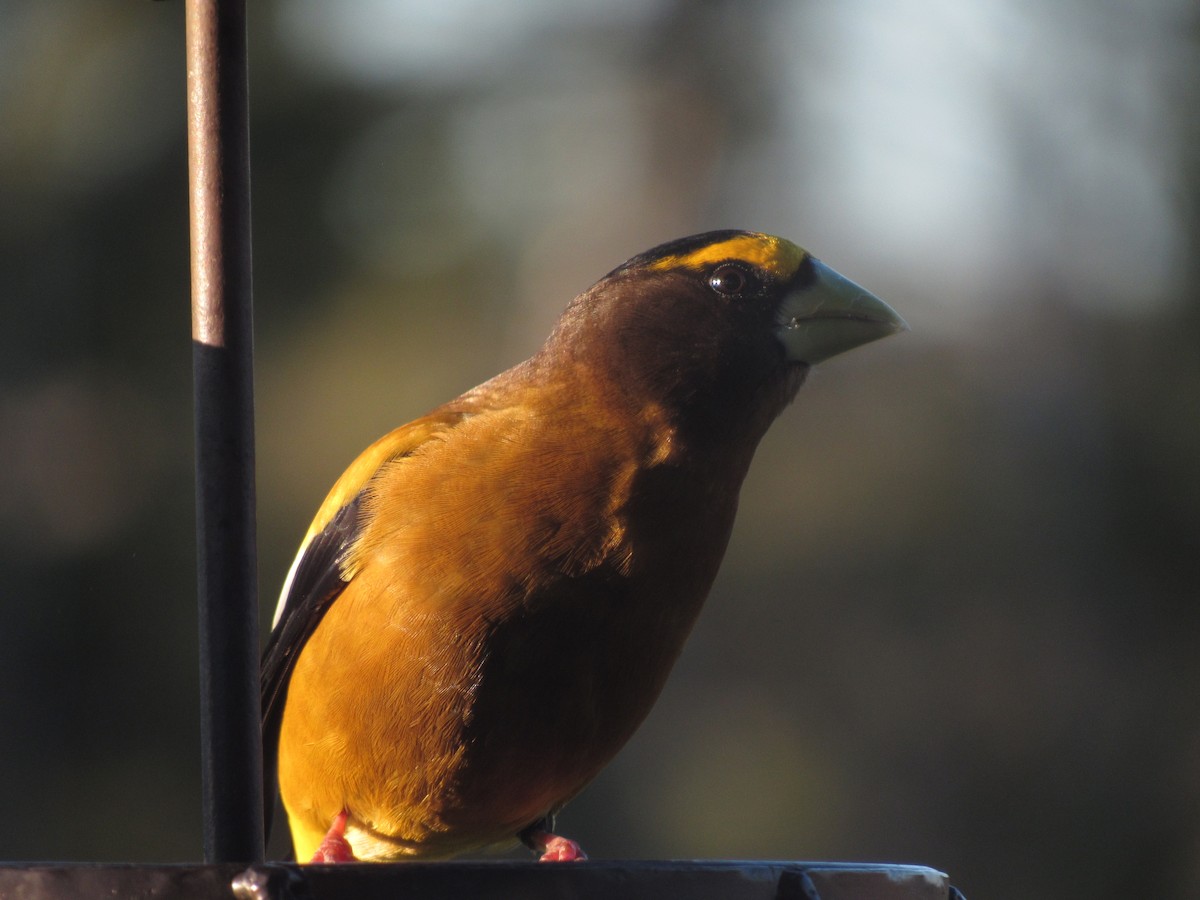 Evening Grosbeak - ML623402182