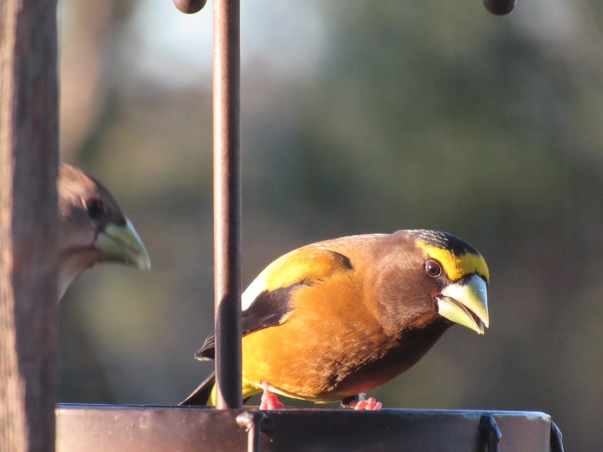 Evening Grosbeak - ML623402183