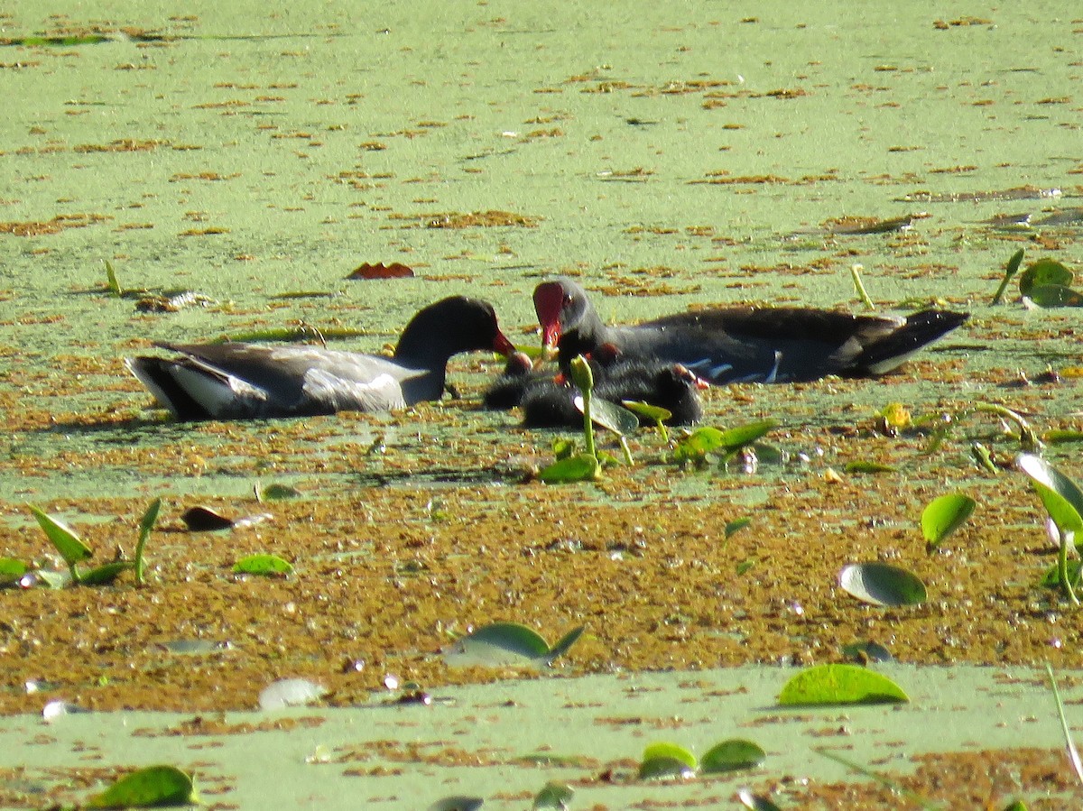 Common Gallinule - ML623402187