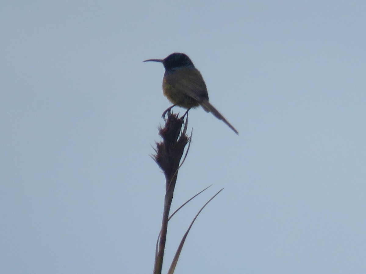 Orange-breasted Sunbird - Gareth Bain