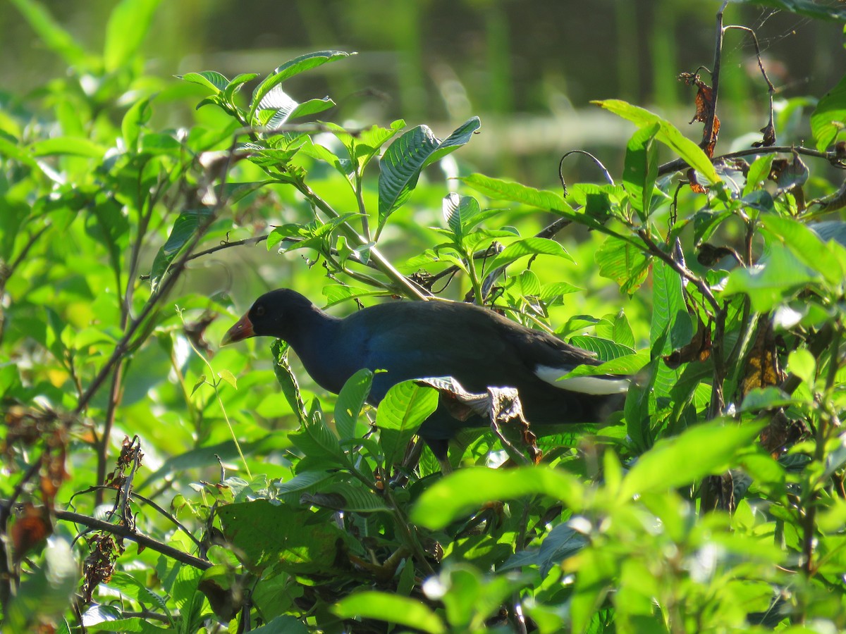 Purple Gallinule - ML623402200