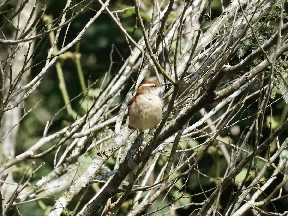 Wing-banded Hornero - ML623402202