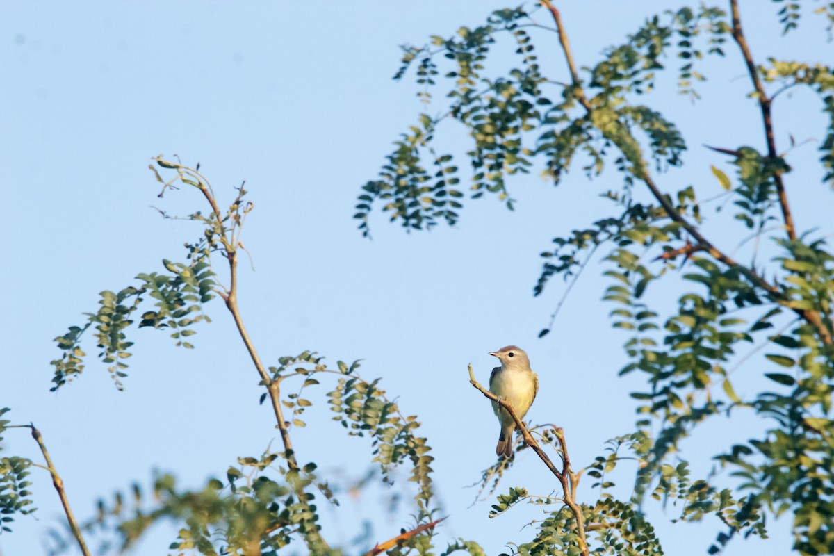 Eastern Warbling Vireo - ML623402267