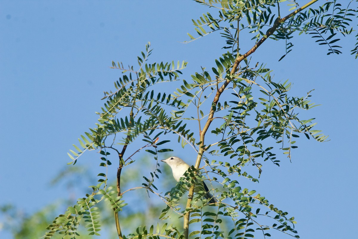 Eastern Warbling Vireo - ML623402268