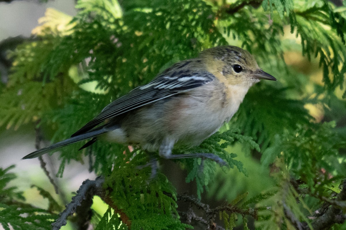 kastanjeparula - ML623402336
