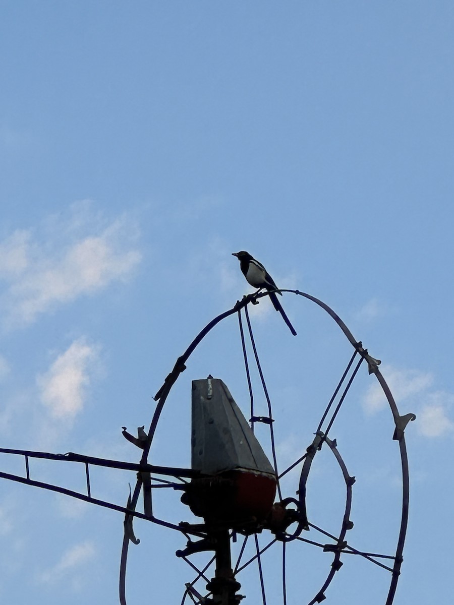 Yellow-billed Magpie - ML623402377