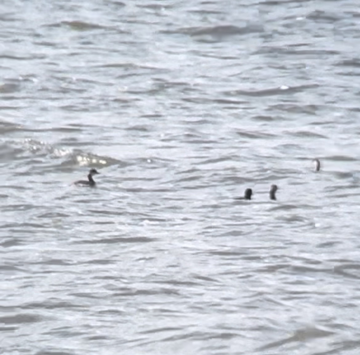 Eared Grebe - ML623402443