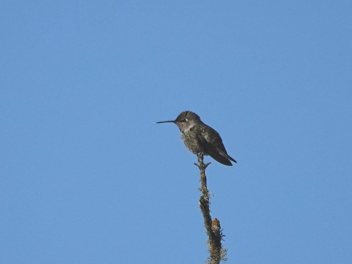 Anna's Hummingbird - ML623402487