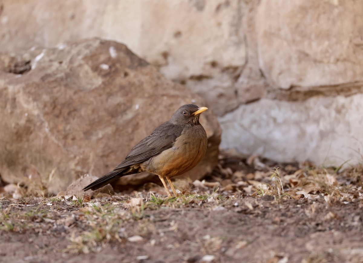 Karoo Thrush - Bert Fisher