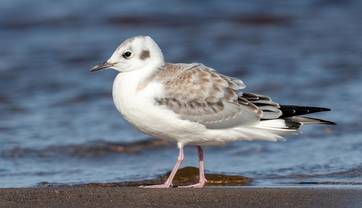 Bonaparte's Gull - ML623402612