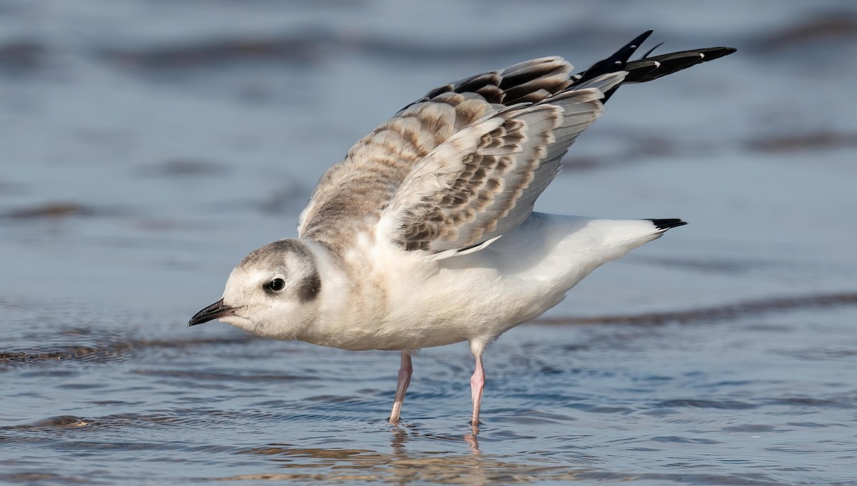 Bonaparte's Gull - ML623402614