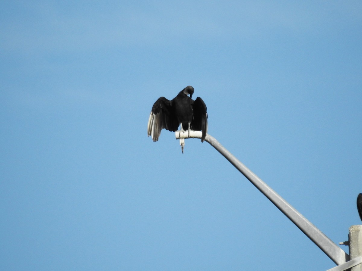 Black Vulture - ML623402625