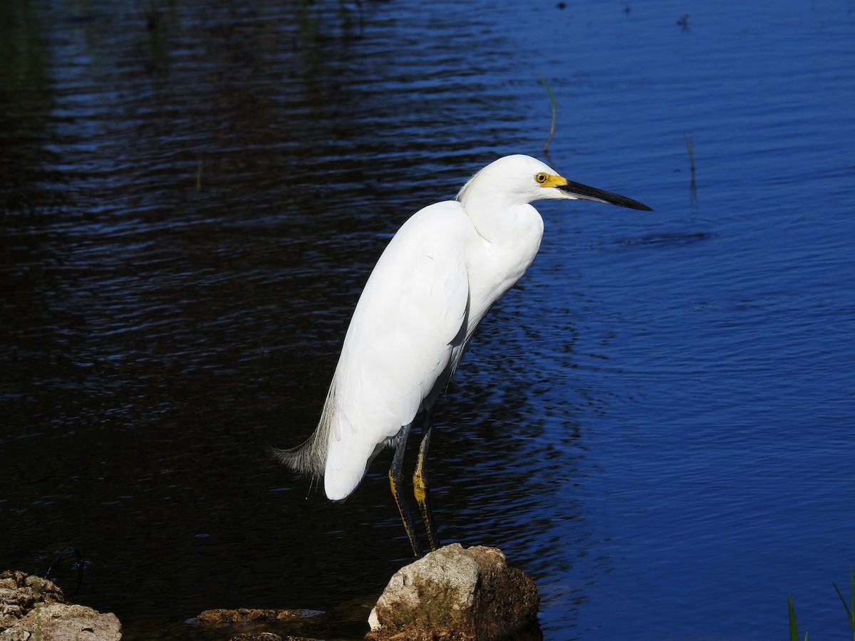 Snowy Egret - ML623402630