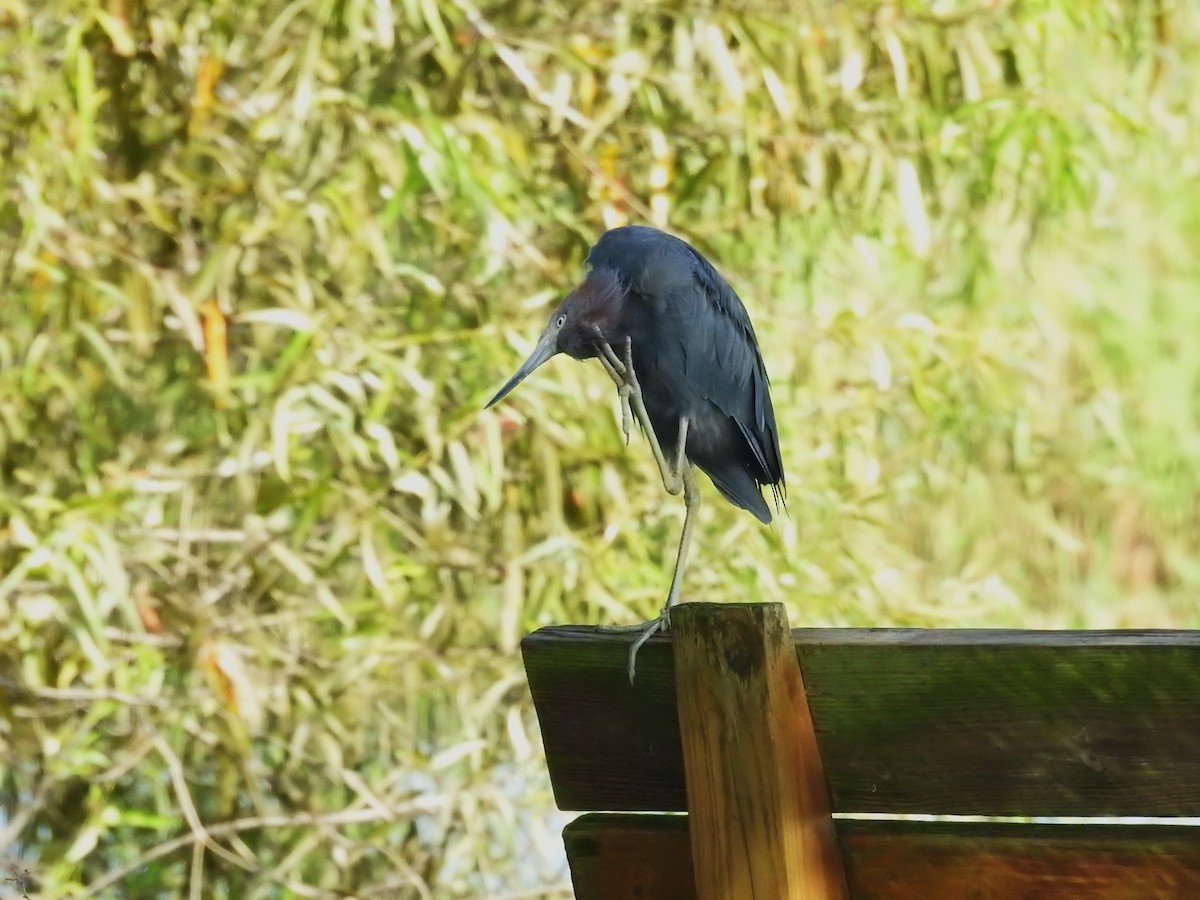 Little Blue Heron - ML623402635