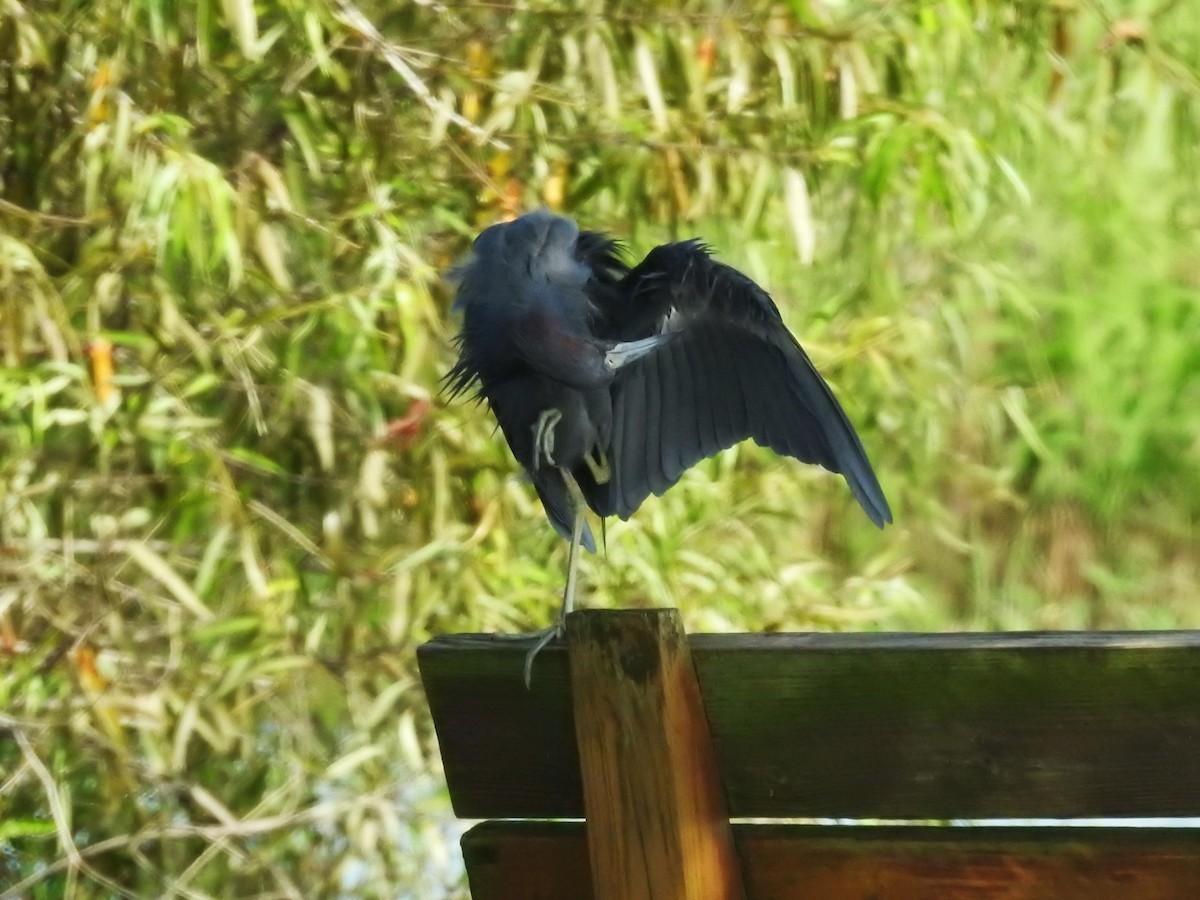 Little Blue Heron - ML623402636