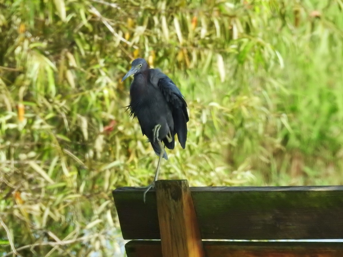 Little Blue Heron - ML623402638