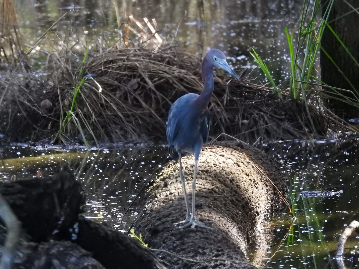 Little Blue Heron - Michael Weisensee