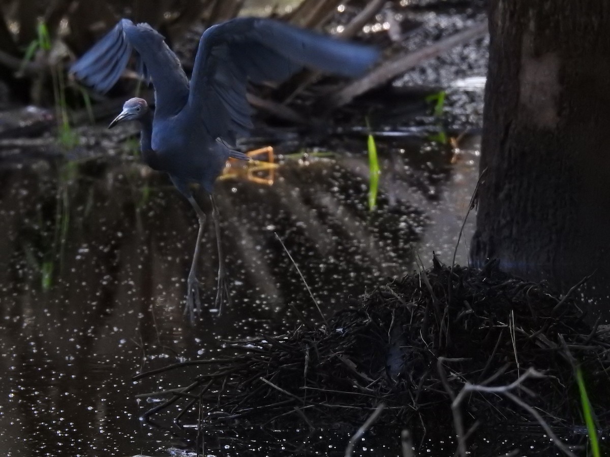 Little Blue Heron - ML623402640