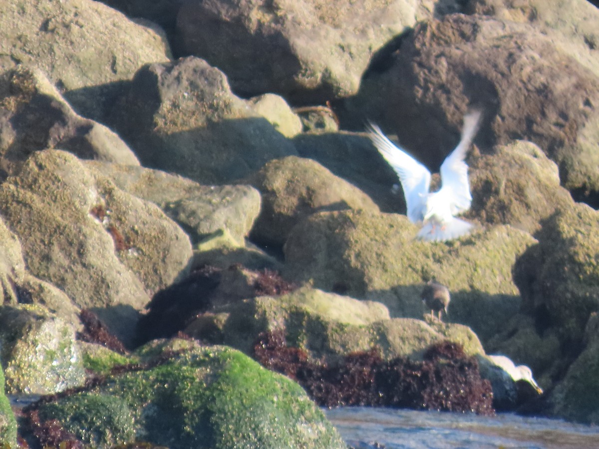 Black Turnstone - ML623402642