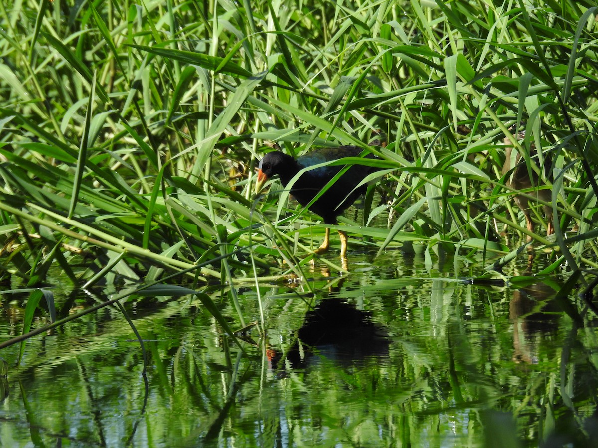 Purple Gallinule - ML623402648