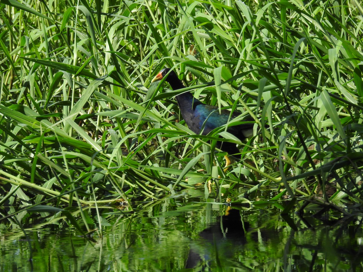 Purple Gallinule - ML623402649