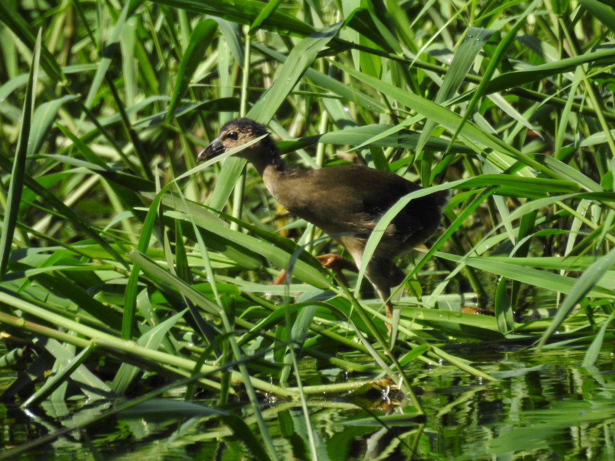 Pollo sultano della Martinica - ML623402650