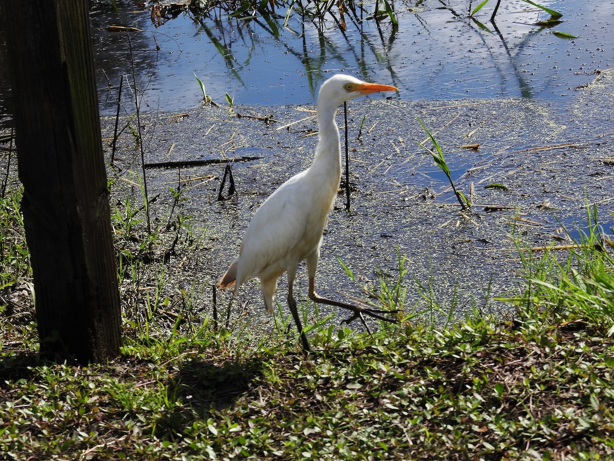 Чапля єгипетська (підвид ibis) - ML623402653