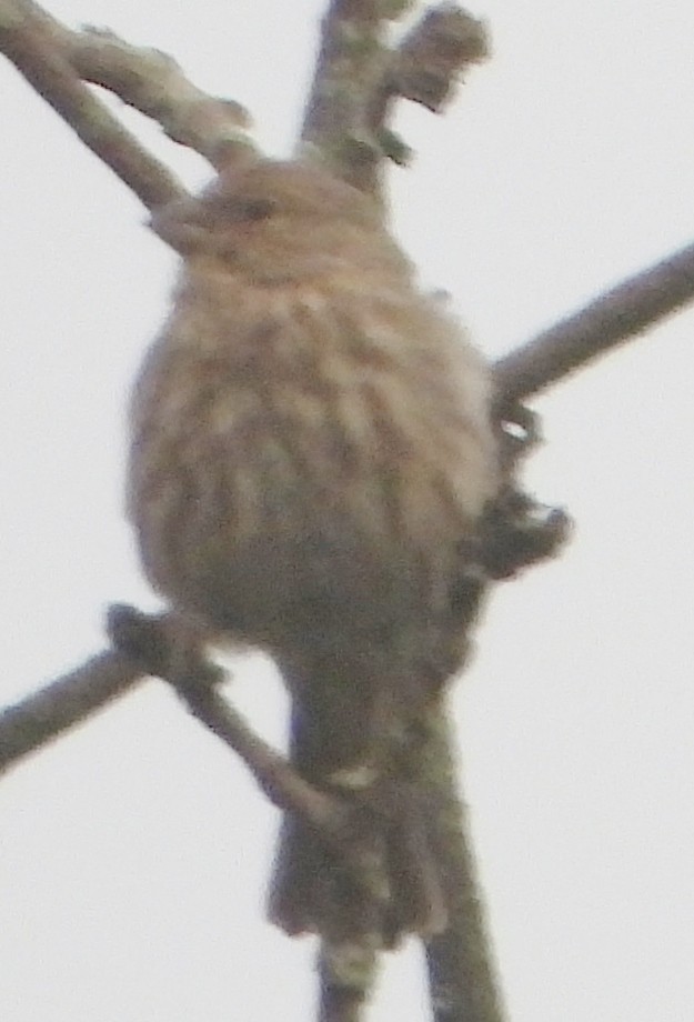 House Finch - ML623402662