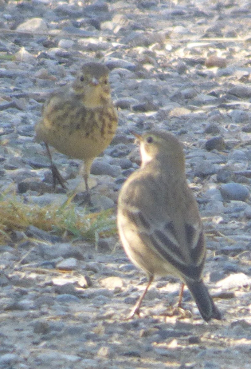 American Pipit - ML623402717